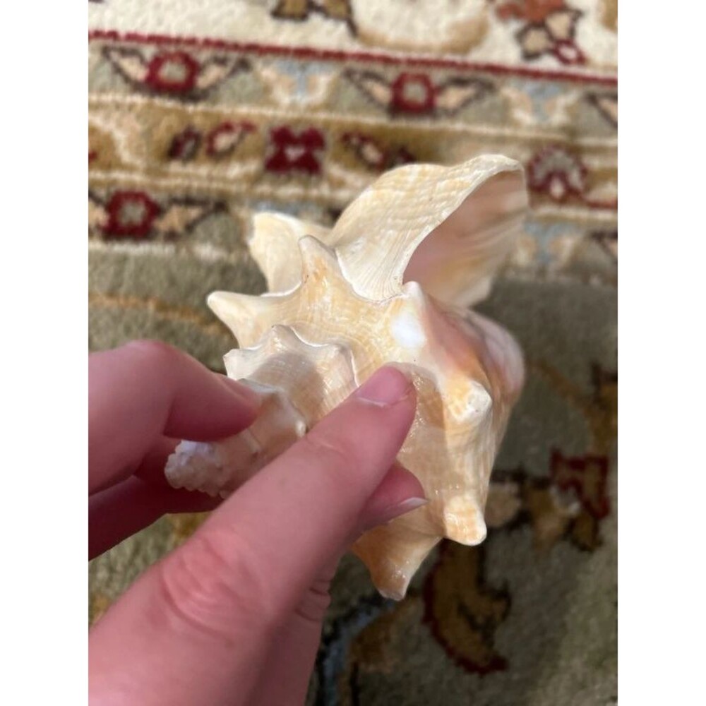 Beach Shell Lot (7) includes Conches - Picture 6 of 8